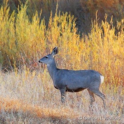 Mule Deer_73294.jpg - Mule Deer (Odocoileus hemionus) photographed in the Bosque del Apache National Wildlife Refuge near San Antonio, New Mexico USA. 